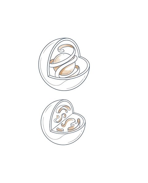 Editorial pen-line illustratie van twee microscopische deeltjes-cross-sections boven elkaar